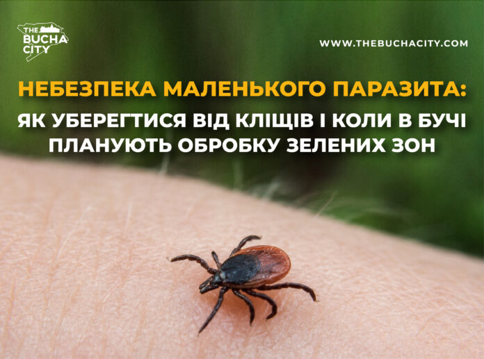 Небезпека маленького паразита: як уберегтися від кліщів і коли в Бучі планують обробку зелених зон