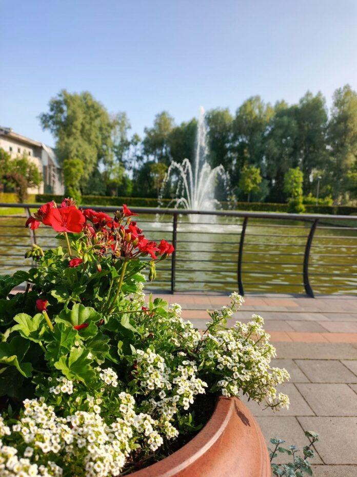 39 нових кленів, 260 декоративних кущів і майже 7 000 квітів: як озеленюють Бучанську громаду